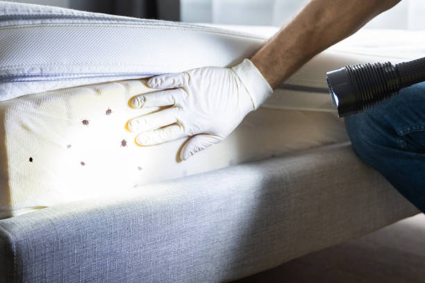 Best Spider Control Near Me  in Oak Brook, IL