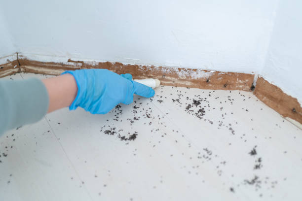 Professional Pest Control in Oak Brook, IL
